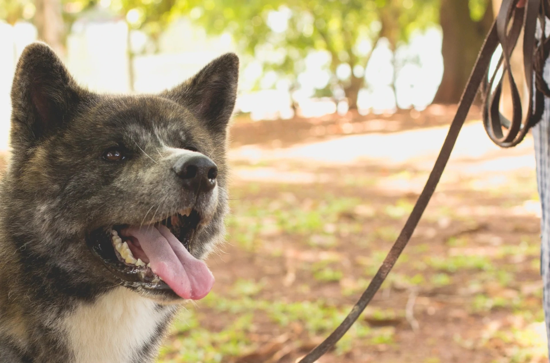 Foto do Ikki, o Akita